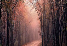 全英羽毛球公开赛：石宇奇再登顶 中国队两金两银收官.